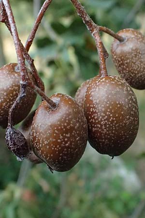 Sorbus torminalis \ Elsbeere / Wild Service Tree, D Hemsbach 2.9.2024