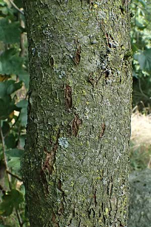 Sorbus torminalis \ Elsbeere / Wild Service Tree, D Hemsbach 2.9.2024