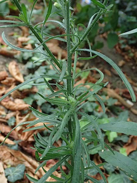 Erigeron bonariensis \ S�damerikanischer Katzenschweif, Krauser Katzenschweif / Argentine Fleabane, D Mannheim 8.9.2024