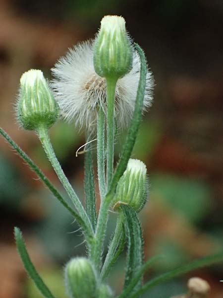 Erigeron bonariensis \ S�damerikanischer Katzenschweif, Krauser Katzenschweif / Argentine Fleabane, D Mannheim 8.9.2024