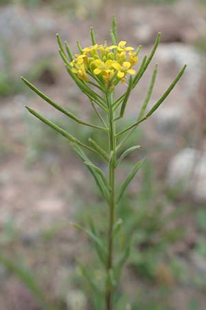 Erysimum cheiranthoides \ Acker-Sch�terich, Acker-Schotendotter / Treacle Mustard, D Laudenbach am Main 17.9.2016