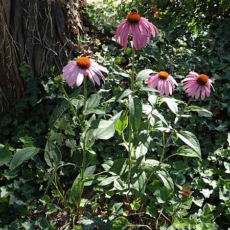 Echinacea purpurea \ Roter Sonnenhut / Eastern Purple Coneflower, D Bonn 9.7.2018