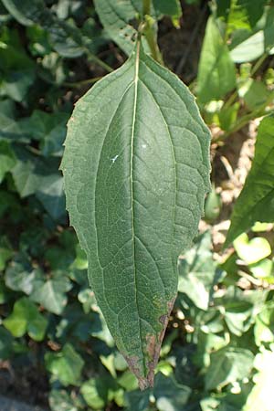 Echinacea purpurea \ Roter Sonnenhut / Eastern Purple Coneflower, D Bonn 9.7.2018