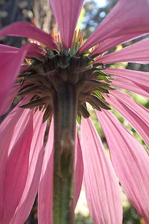 Echinacea purpurea \ Roter Sonnenhut / Eastern Purple Coneflower, D Bonn 9.7.2018