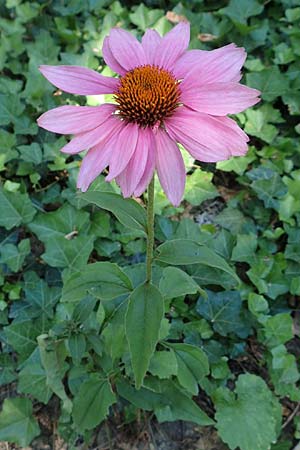 Echinacea purpurea, Roter Sonnenhut