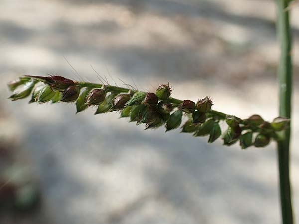 Echinochloa crus-galli \ H�hnerhirse / Cockspur, D Dossenheim 28.9.2018