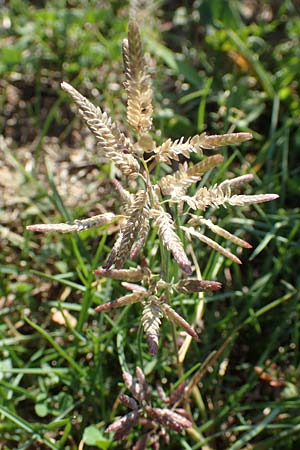 Eragrostis cilianensis \ Gro��hriges Liebesgras / Grey Love Grass, Stink Grass, D Hockenheim 30.9.2018