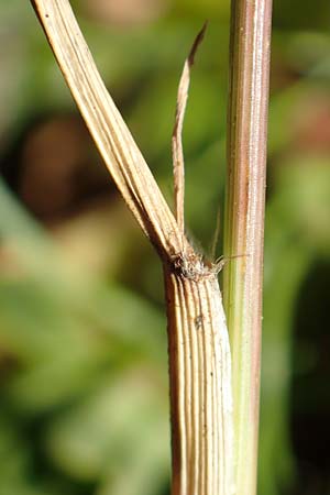 Eragrostis cilianensis \ Gro��hriges Liebesgras / Grey Love Grass, Stink Grass, D Hockenheim 30.9.2018