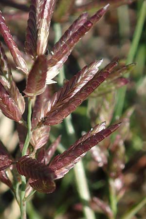 Eragrostis cilianensis \ Gro��hriges Liebesgras / Grey Love Grass, Stink Grass, D Hockenheim 30.9.2018