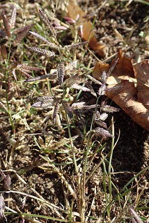 Eragrostis cilianensis \ Gro��hriges Liebesgras / Grey Love Grass, Stink Grass, D Hockenheim 30.9.2018