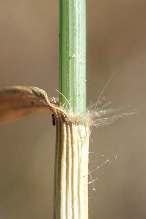 Eragrostis cilianensis \ Gro��hriges Liebesgras / Grey Love Grass, Stink Grass, D Hockenheim 30.9.2018
