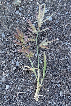 Eragrostis cilianensis \ Gro��hriges Liebesgras / Grey Love Grass, Stink Grass, D Hockenheim 30.9.2018