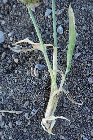Eragrostis cilianensis \ Gro��hriges Liebesgras / Grey Love Grass, Stink Grass, D Hockenheim 30.9.2018