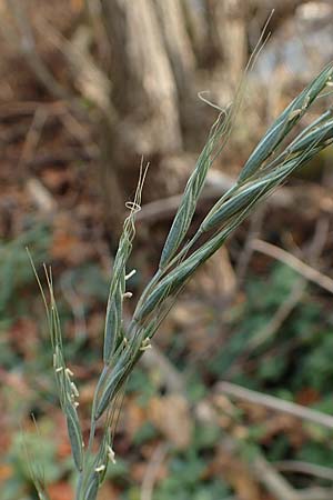 Elymus caninus \ Hunds-Quecke, D Neckarsteinach 9.11.2018