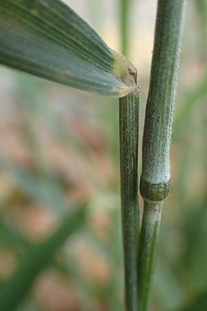 Elymus caninus \ Hunds-Quecke, D Neckarsteinach 9.11.2018