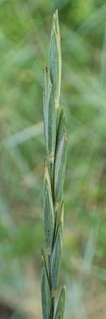 Elymus campestris \ Feld-Quecke / Couch, D Gri&szlig;heim 16.7.2019