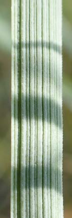 Elymus campestris \ Feld-Quecke / Couch, D Gri&szlig;heim 16.7.2019