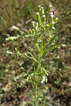 Erigeron canadensis, Canadian Fleabane