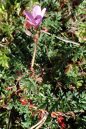 Erodium cicutarium, Common Crane's-Bill, Philary