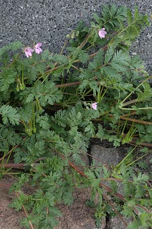 Erodium cicutarium, Common Crane's-Bill, Philary