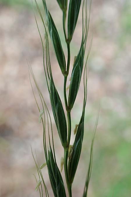 Elymus caninus \ Hunds-Quecke, D Mannheim 10.6.2021