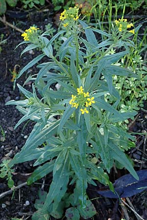 Erysimum cheiranthoides \ Acker-Sch�terich, Acker-Schotendotter / Treacle Mustard, D Mannheim 22.10.2022