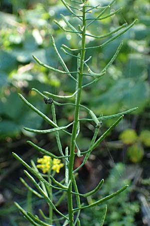 Erysimum cheiranthoides \ Acker-Sch�terich, Acker-Schotendotter / Treacle Mustard, D Mannheim 22.10.2022