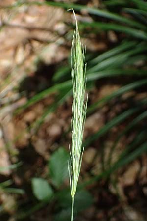 Elymus caninus \ Hunds-Quecke, D Bad K&ouml;nig 20.7.2024