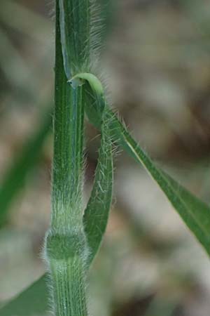 Elymus caninus \ Hunds-Quecke, D Bad K&ouml;nig 20.7.2024
