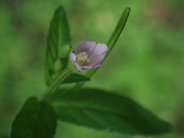 Epilobium ciliatum subsp. adenocaulon \ Dr�siges Weidenr�schen / American Willowherb, D Trennfurt 30.8.2025