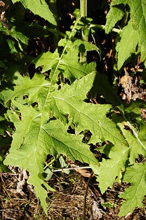 Echinops exaltatus \ Dr�senlose Kugeldistel, D Beuron 26.7.2015