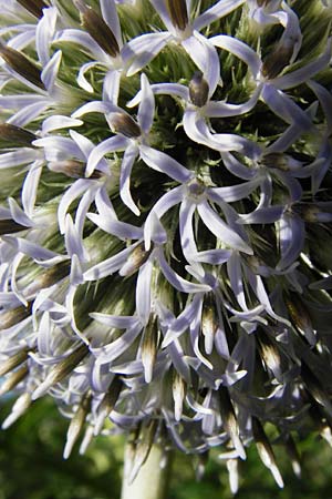 Echinops exaltatus \ Dr�senlose Kugeldistel, D Beuron 26.7.2015