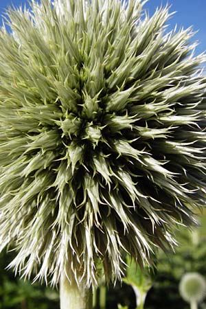Echinops exaltatus \ Dr�senlose Kugeldistel, D Beuron 26.7.2015