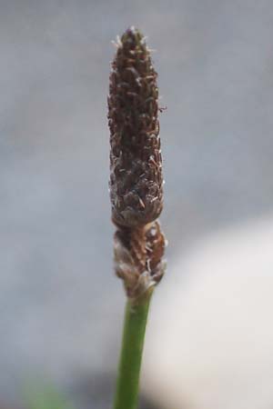 Eleocharis engelmannii \ Engelmanns Sumpfbinse / Engelmann's Spike Rush, D Heilbronn 31.7.2021