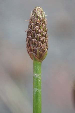 Eleocharis engelmannii \ Engelmanns Sumpfbinse / Engelmann's Spike Rush, D Heilbronn 31.7.2021