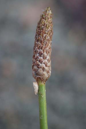 Eleocharis engelmannii \ Engelmanns Sumpfbinse / Engelmann's Spike Rush, D Heilbronn 31.7.2021