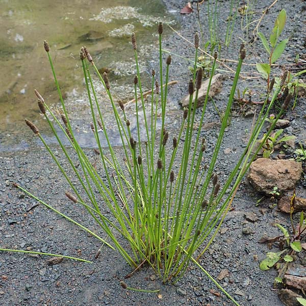 Eleocharis engelmannii \ Engelmanns Sumpfbinse / Engelmann's Spike Rush, D Heilbronn 31.7.2021