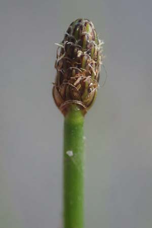 Eleocharis engelmannii \ Engelmanns Sumpfbinse / Engelmann's Spike Rush, D Heilbronn 31.7.2021