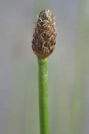 Eleocharis engelmannii \ Engelmanns Sumpfbinse / Engelmann's Spike Rush, D Heilbronn 31.7.2021