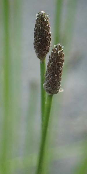 Eleocharis engelmannii \ Engelmanns Sumpfbinse / Engelmann's Spike Rush, D Heilbronn 31.7.2021