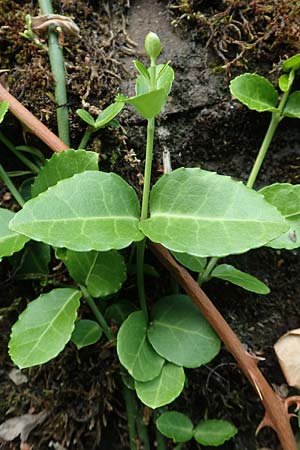 Euonymus fortunei, Kletter-Spindelstrauch, Kriechspindel-Pfaffenh�tchen