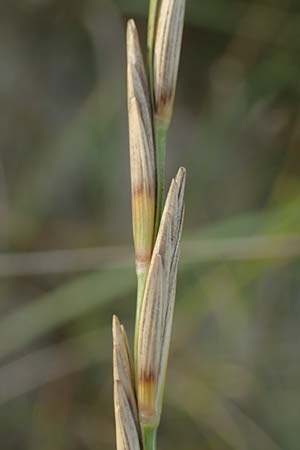 Elymus farctus \ Binsen-Quecke, Strandweizen, D Sierksdorf-Haffkrug 12.9.2021