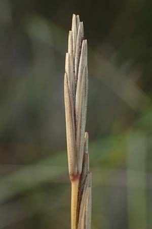 Elymus farctus \ Binsen-Quecke, Strandweizen, D Sierksdorf-Haffkrug 12.9.2021