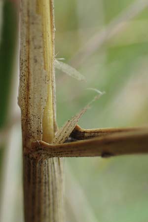 Elymus farctus \ Binsen-Quecke, Strandweizen, D Sierksdorf-Haffkrug 12.9.2021