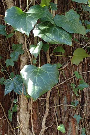Hedera helix, Efeu
