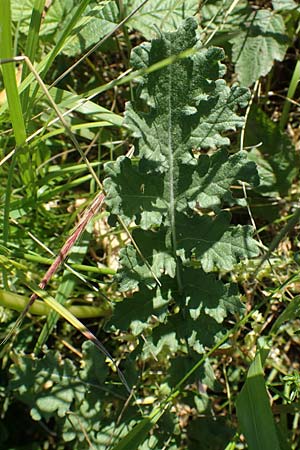 Erucastrum gallicum \ Franz�sische Hundsrauke / Hairy Rocket, D Kehl 1.6.2021
