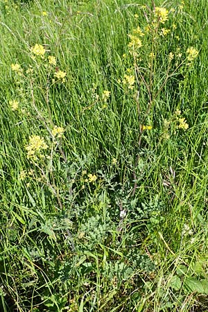 Erucastrum gallicum \ Franz�sische Hundsrauke / Hairy Rocket, D Kehl 1.6.2021