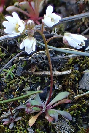 Draba glabrescens \ Kahles Hungerbl�mchen / Glabrous Whitlowgrass, D Mannheim-Rheinau 5.3.2022