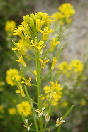Erysimum virgatum \ Steifer Sch�terich / Hawkweed-Leaved Treacle Mustard, D Eching 25.7.2015