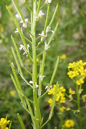 Erysimum virgatum \ Steifer Sch�terich / Hawkweed-Leaved Treacle Mustard, D Eching 25.7.2015